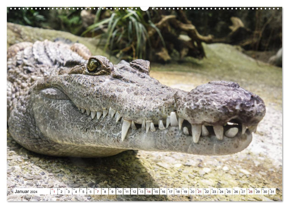 Lustige Tier-Selfies. Tierische Selbstportraits (CALVENDO Premium Wandkalender 2024)