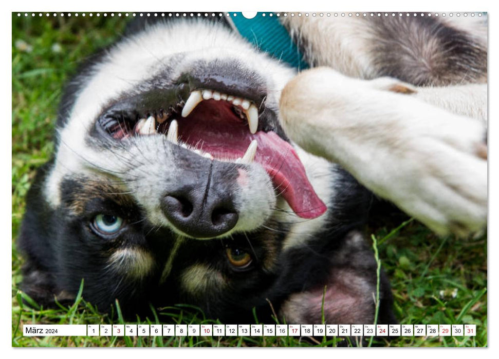 Des selfies d'animaux amusants. Autoportraits d'animaux (Calendrier mural CALVENDO Premium 2024) 