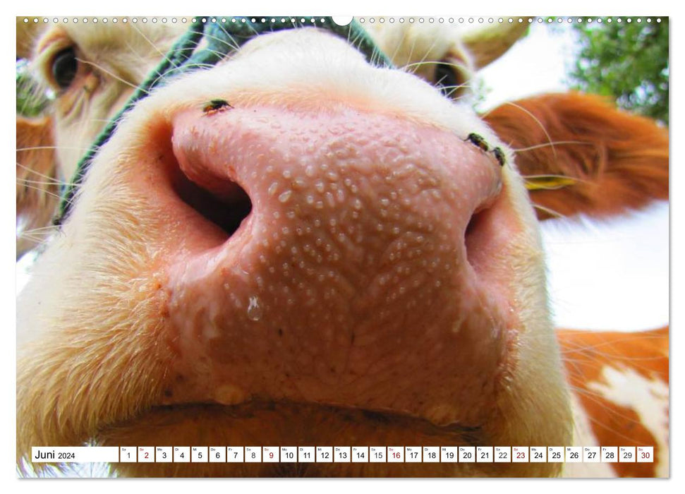 Des selfies d'animaux amusants. Autoportraits d'animaux (Calendrier mural CALVENDO Premium 2024) 
