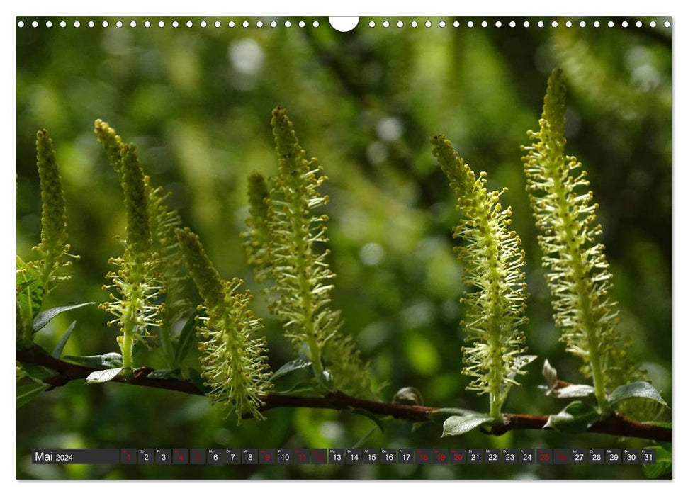 Magie du saule (Calendrier mural CALVENDO 2024) 