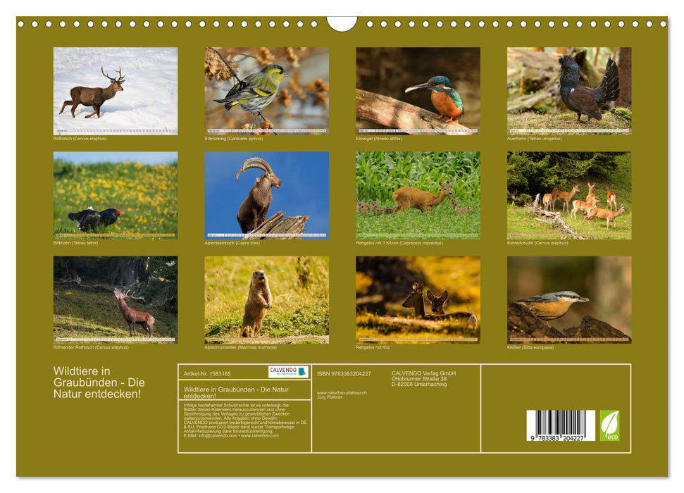 Wild animals in Graubünden - Discover nature! (CALVENDO wall calendar 2024) 
