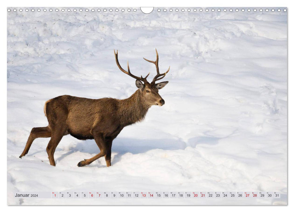 Animaux sauvages dans les Grisons - Découvrez la nature ! (Calendrier mural CALVENDO 2024) 