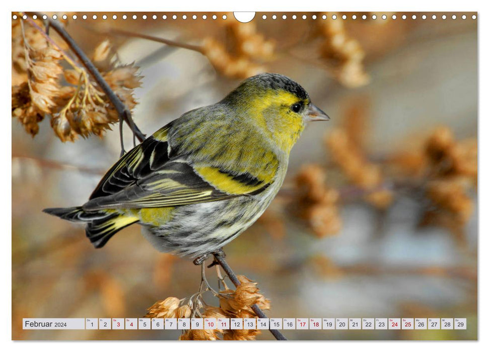 Animaux sauvages dans les Grisons - Découvrez la nature ! (Calendrier mural CALVENDO 2024) 