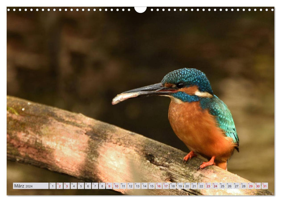 Wildtiere in Graubünden - Die Natur entdecken! (CALVENDO Wandkalender 2024)