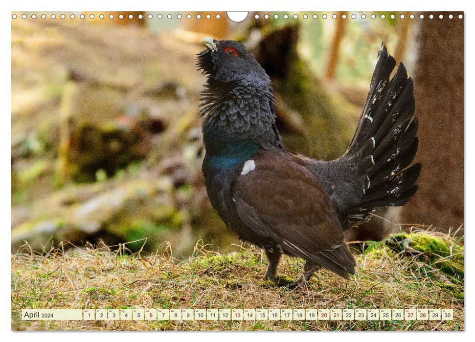 Wild animals in Graubünden - Discover nature! (CALVENDO wall calendar 2024) 