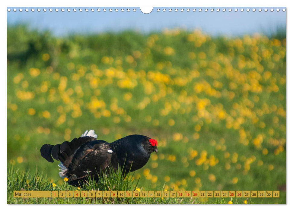 Wild animals in Graubünden - Discover nature! (CALVENDO wall calendar 2024) 