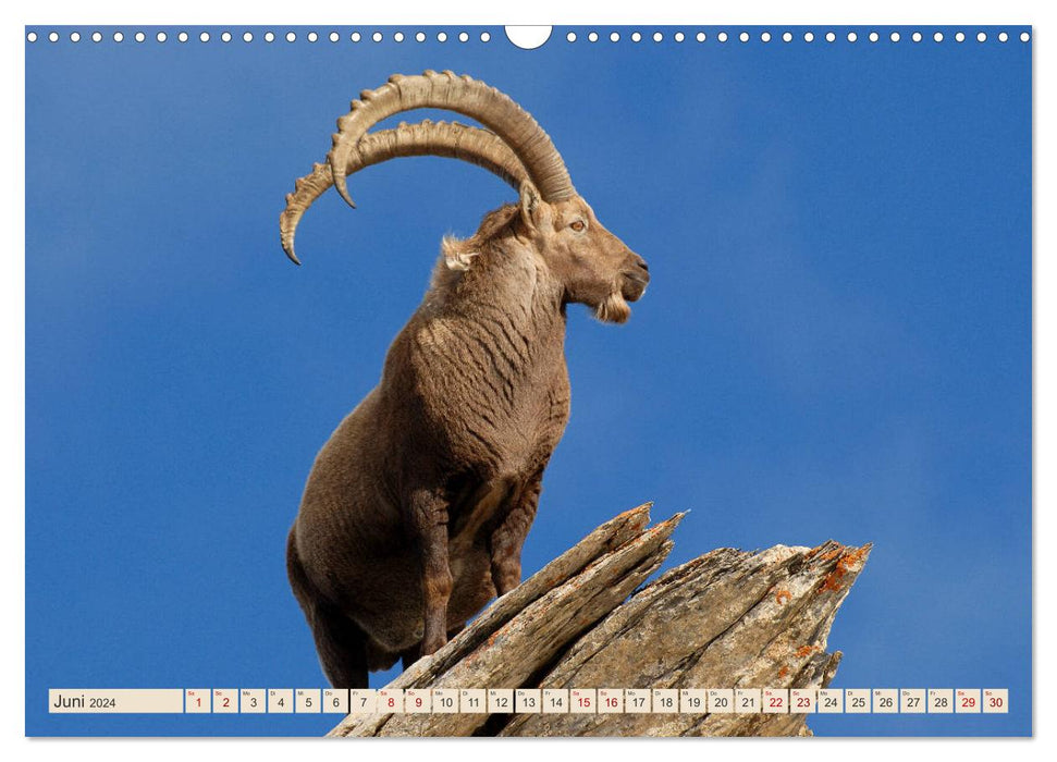 Wild animals in Graubünden - Discover nature! (CALVENDO wall calendar 2024) 