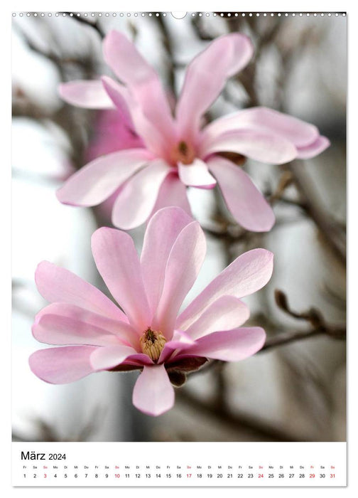 Blumenglück. Ein blühendes Gartenjahr (CALVENDO Premium Wandkalender 2024)