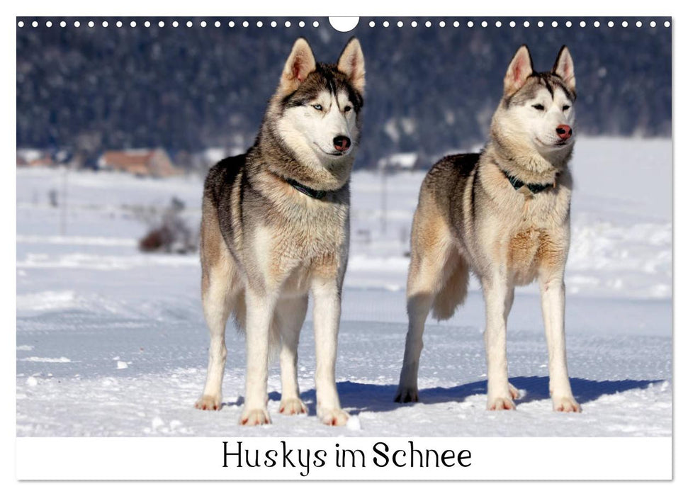 Huskies dans la neige (Calendrier mural CALVENDO 2024) 