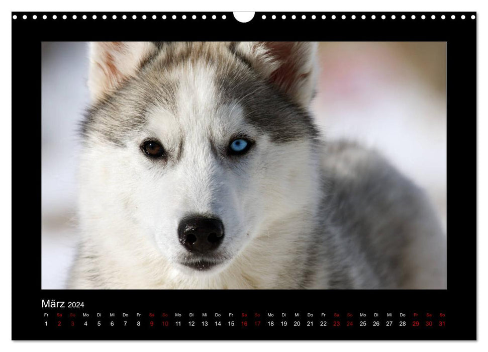 Huskies dans la neige (Calendrier mural CALVENDO 2024) 