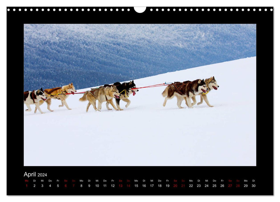 Huskies dans la neige (Calendrier mural CALVENDO 2024) 