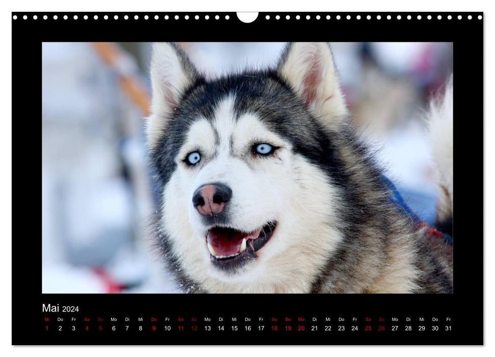 Huskies dans la neige (Calendrier mural CALVENDO 2024) 