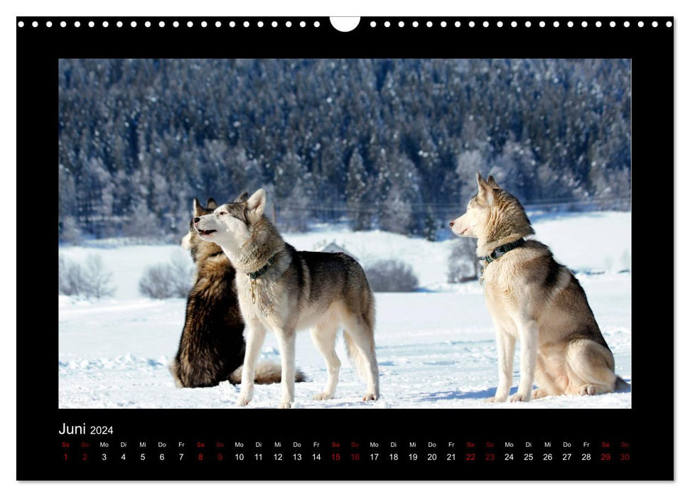 Huskies dans la neige (Calendrier mural CALVENDO 2024) 