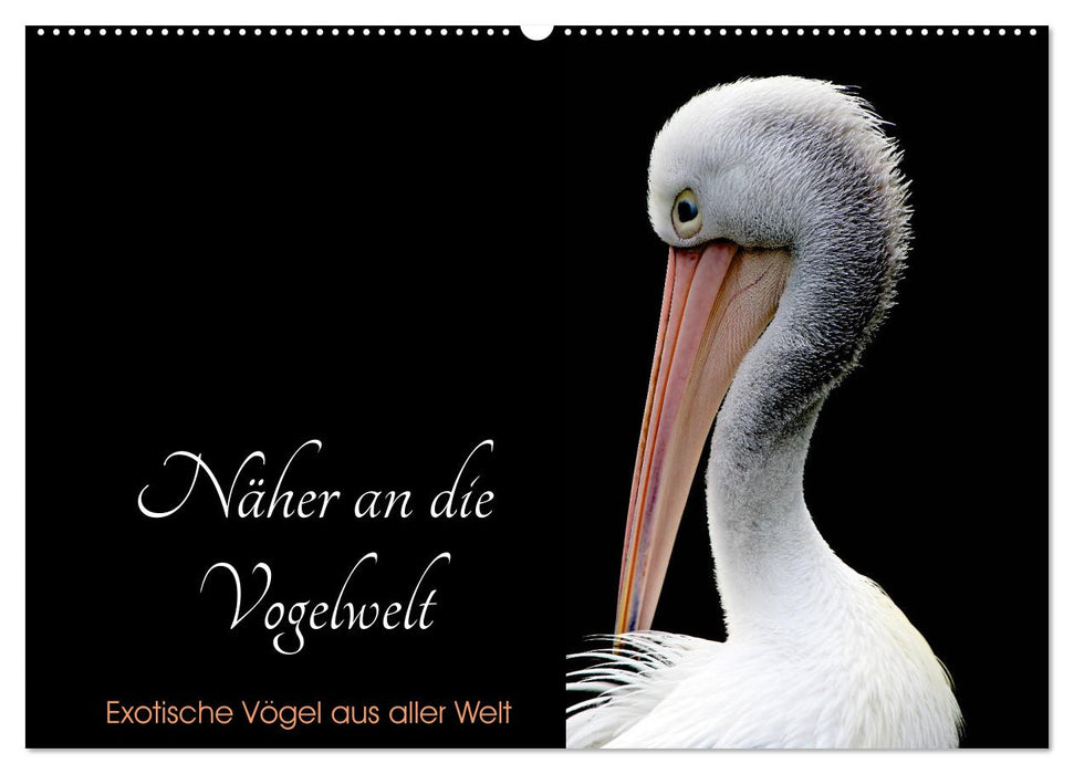 Closer to the bird world - Exotic birds from all over the world (CALVENDO wall calendar 2024) 