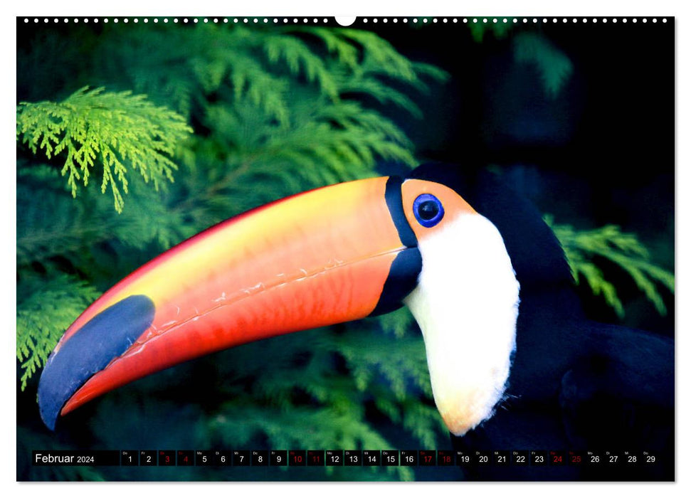 Closer to the bird world - Exotic birds from all over the world (CALVENDO wall calendar 2024) 