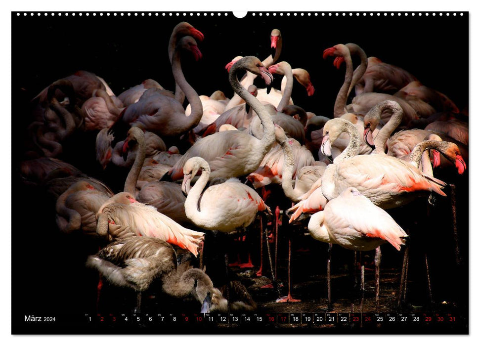Plus près du monde des oiseaux - Oiseaux exotiques du monde entier (Calendrier mural CALVENDO 2024) 