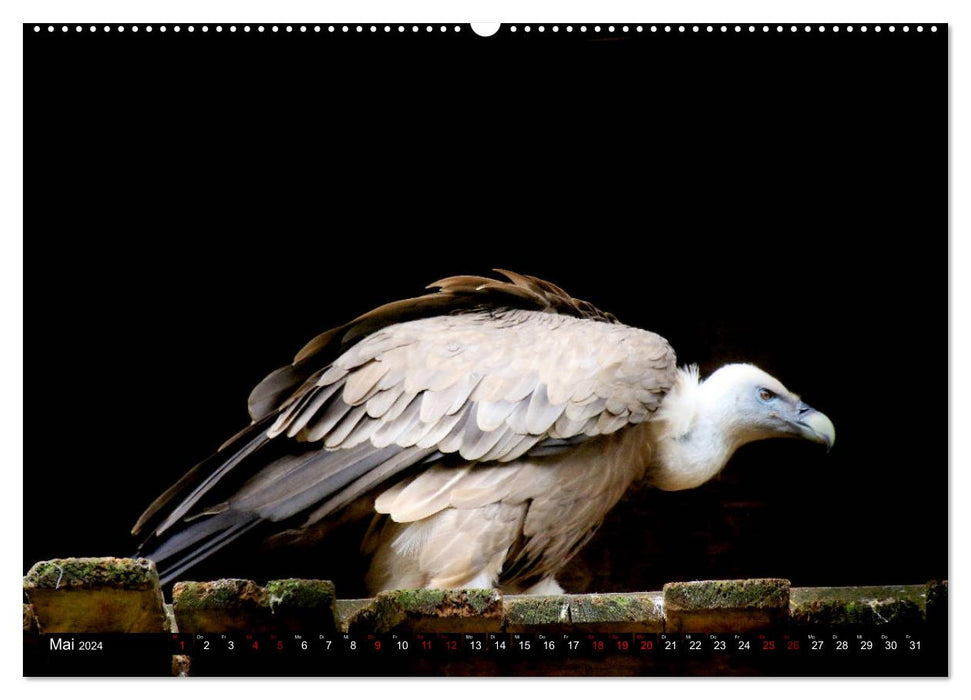 Näher an die Vogelwelt - Exotische Vögel aus aller Welt (CALVENDO Wandkalender 2024)