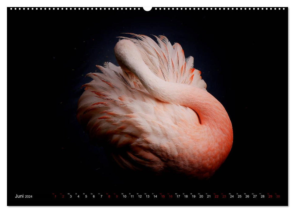 Closer to the bird world - Exotic birds from all over the world (CALVENDO wall calendar 2024) 