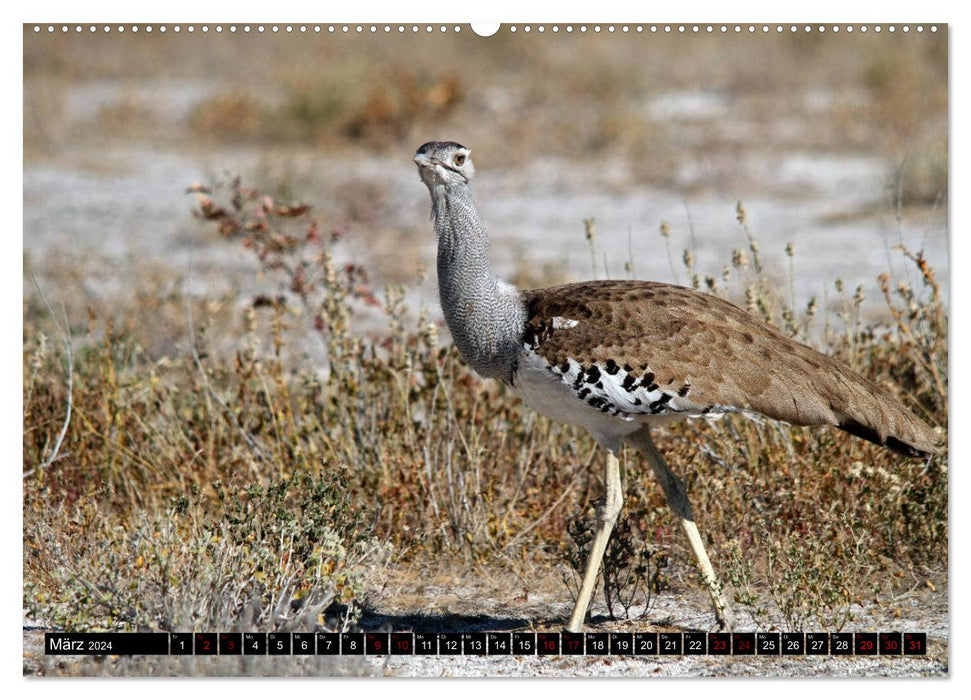 Fascination Africa - Birds (CALVENDO Premium Wall Calendar 2024) 