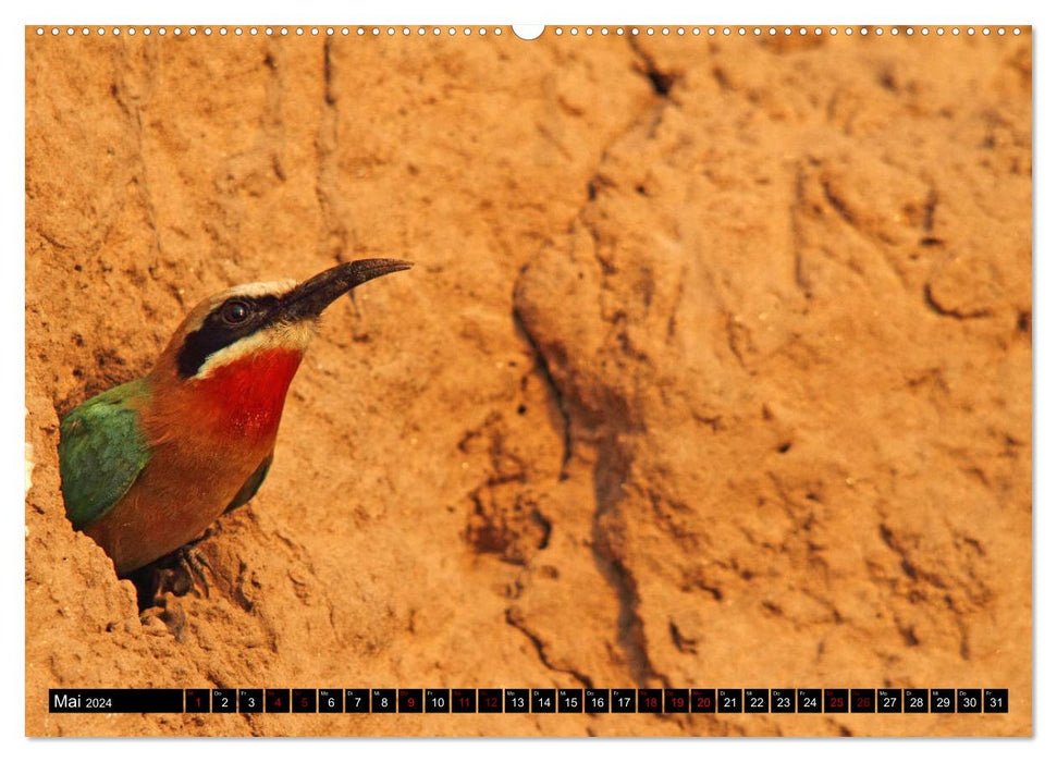 Fascination Africa - Birds (CALVENDO Premium Wall Calendar 2024) 