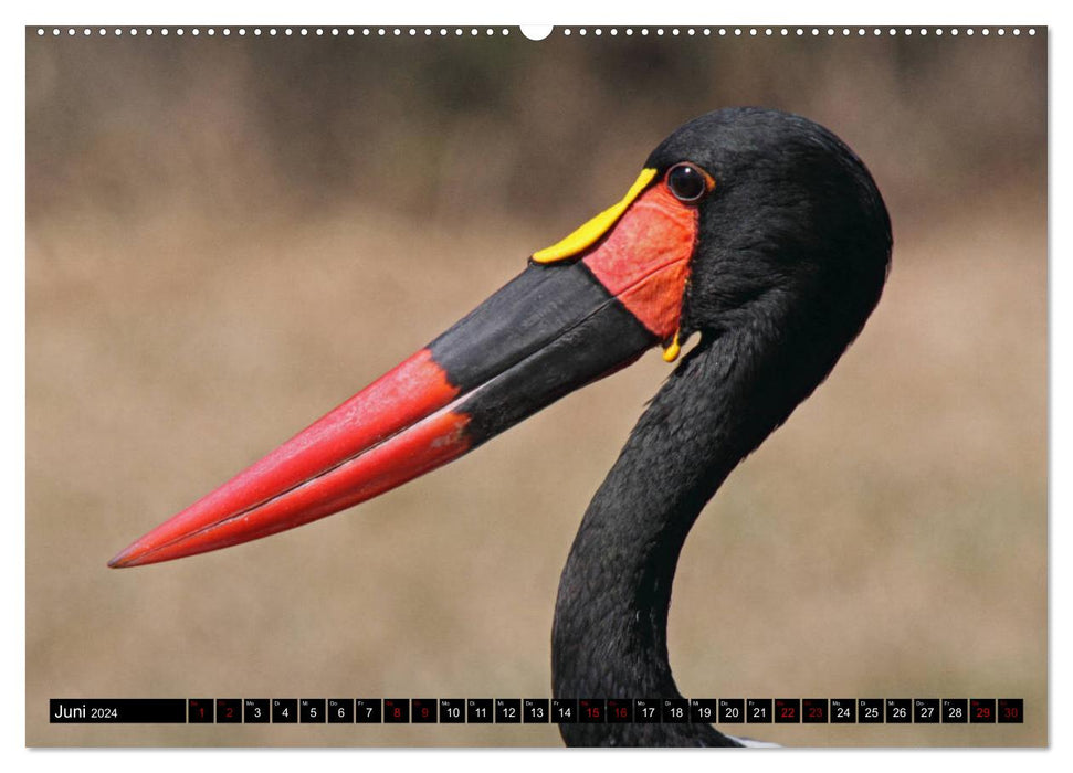 Fascination Africa - Birds (CALVENDO Premium Wall Calendar 2024) 