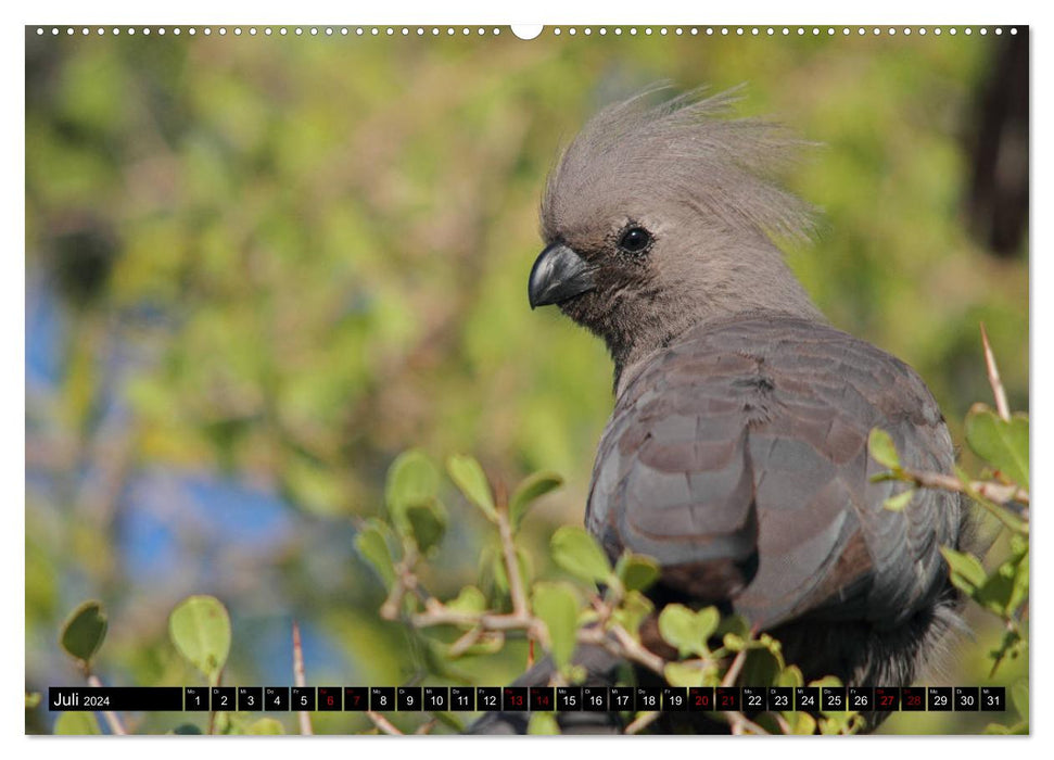 Fascination Africa - Birds (CALVENDO Premium Wall Calendar 2024) 