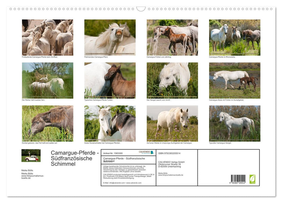 Camargue-Pferde - Südfranzösische Schimmel (CALVENDO Wandkalender 2024)
