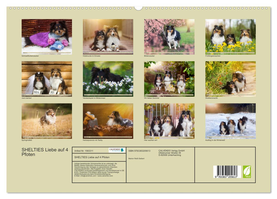 SHELTIES Liebe auf 4 Pfoten (CALVENDO Premium Wandkalender 2024)