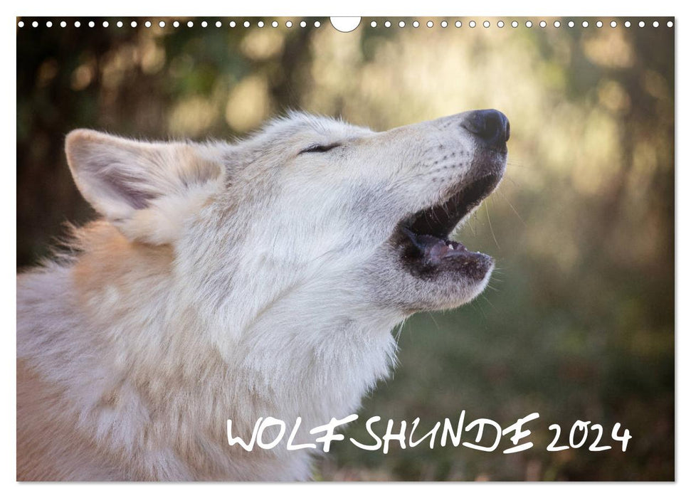 Wolfshunde 2024 (CALVENDO Wandkalender 2024)