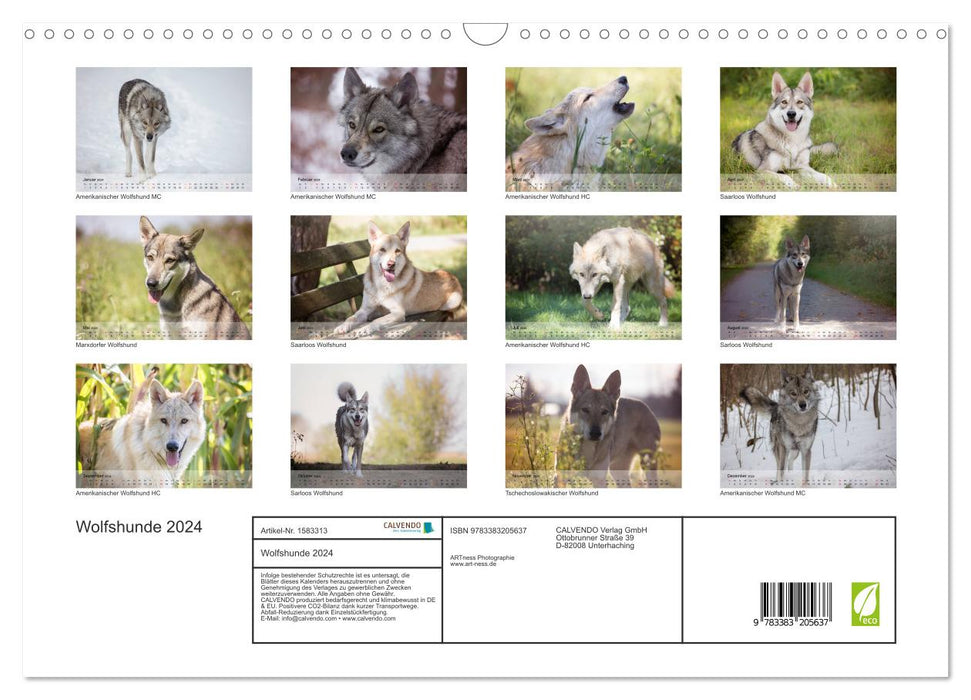 Wolfshunde 2024 (CALVENDO Wandkalender 2024)