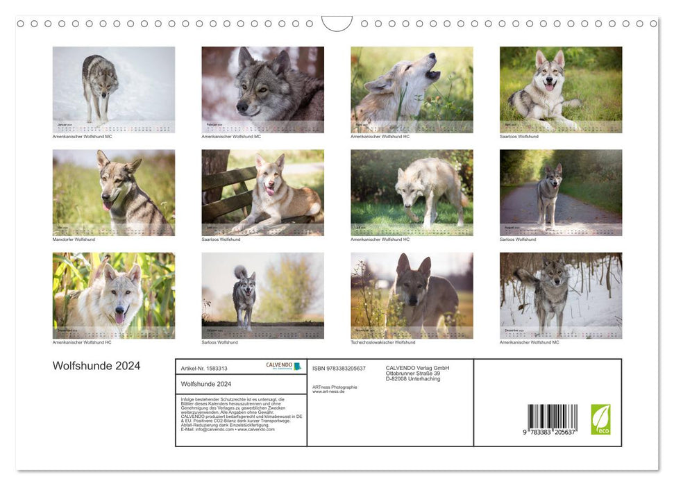 Wolfhounds 2024 (Calendrier mural CALVENDO 2024) 