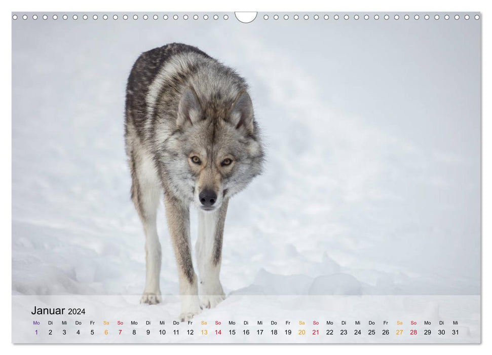 Wolfshunde 2024 (CALVENDO Wandkalender 2024)