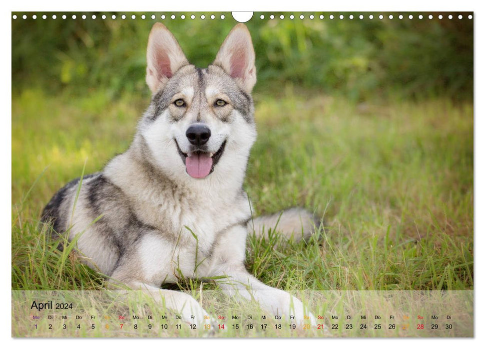 Wolfshunde 2024 (CALVENDO Wandkalender 2024)