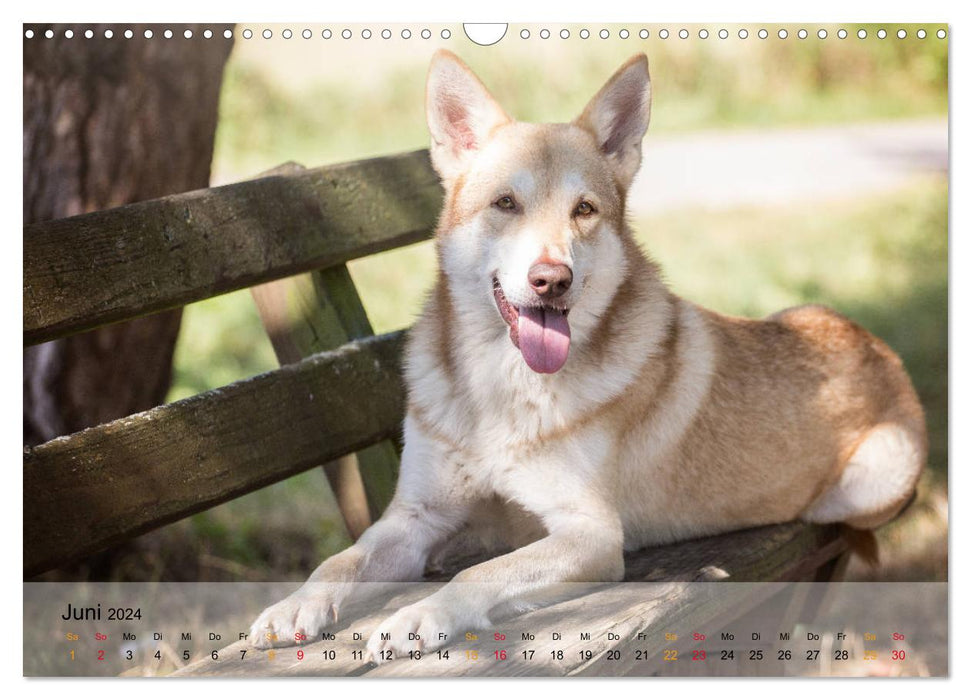 Wolfshunde 2024 (CALVENDO Wandkalender 2024)