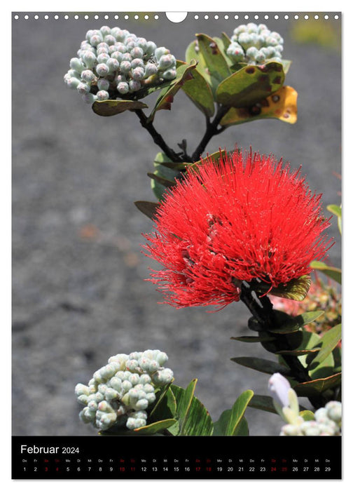 Hawaii - Island dream in the Pacific (CALVENDO wall calendar 2024) 