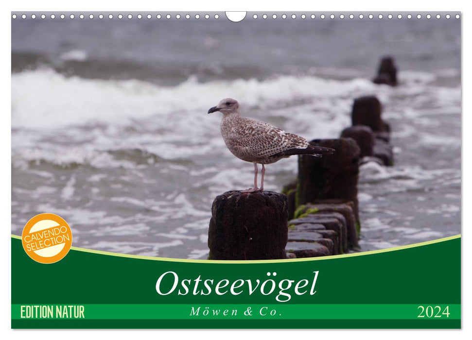 Ostseevögel (CALVENDO Wandkalender 2024)