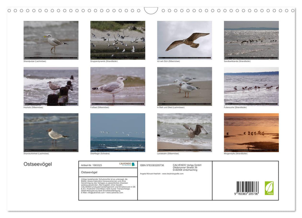 Baltic Sea Birds (CALVENDO Wall Calendar 2024) 