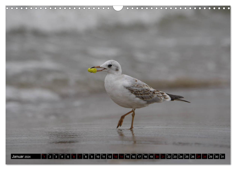 Baltic Sea Birds (CALVENDO Wall Calendar 2024) 