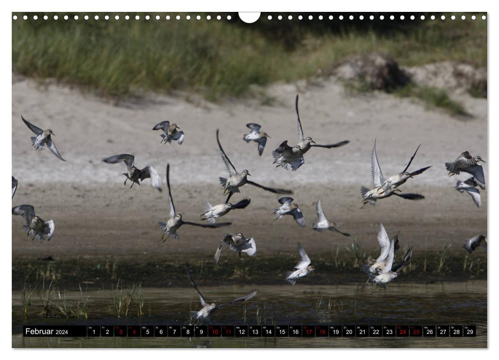 Ostseevögel (CALVENDO Wandkalender 2024)