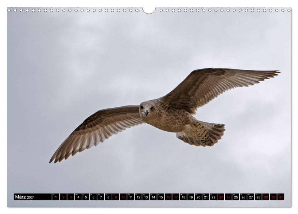 Baltic Sea Birds (CALVENDO Wall Calendar 2024) 