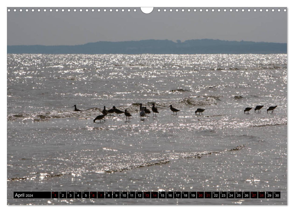 Baltic Sea Birds (CALVENDO Wall Calendar 2024) 