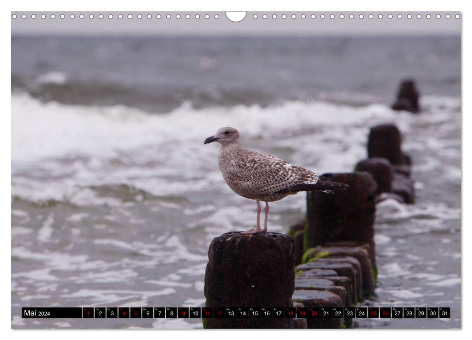 Baltic Sea Birds (CALVENDO Wall Calendar 2024) 