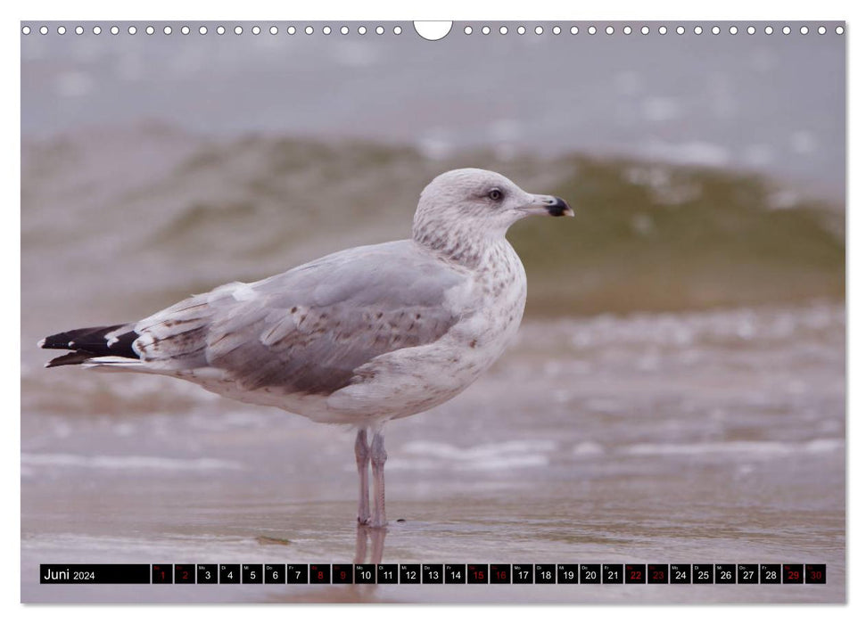 Oiseaux de la mer Baltique (Calendrier mural CALVENDO 2024) 