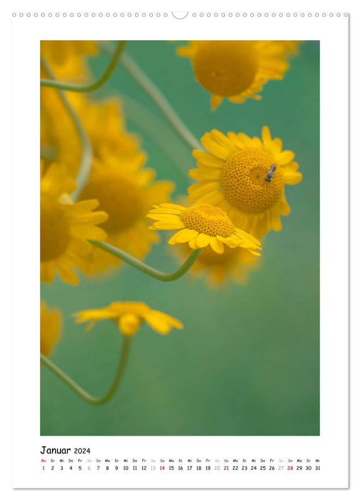 Gelber Blütentraum (CALVENDO Premium Wandkalender 2024)