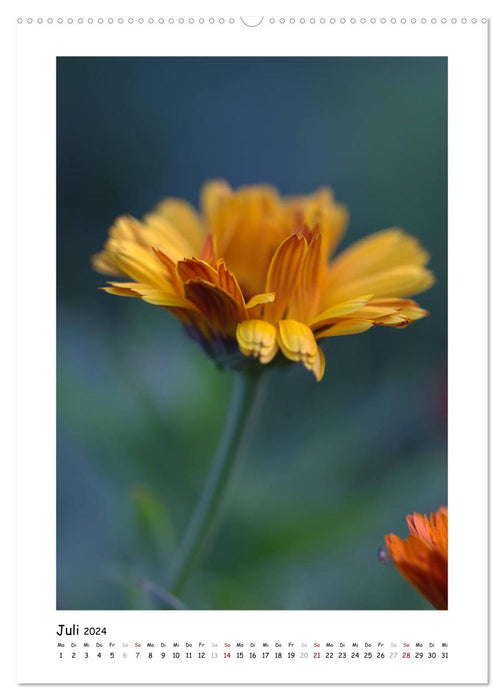 Gelber Blütentraum (CALVENDO Premium Wandkalender 2024)