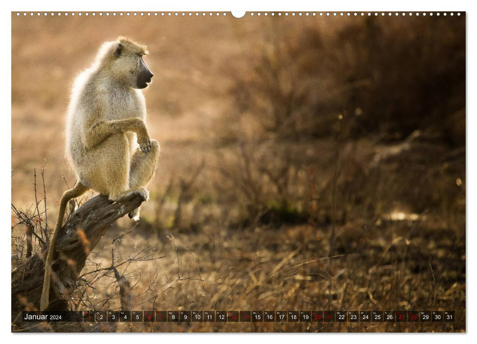 Safari in Tanzania (CALVENDO Premium Wall Calendar 2024) 