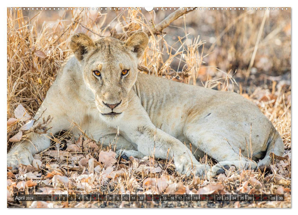 Safari in Tansania (CALVENDO Premium Wandkalender 2024)