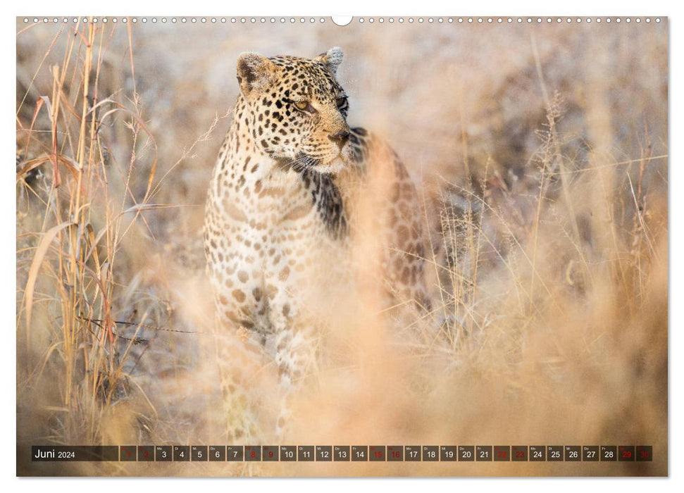 Safari in Tanzania (CALVENDO Premium Wall Calendar 2024) 