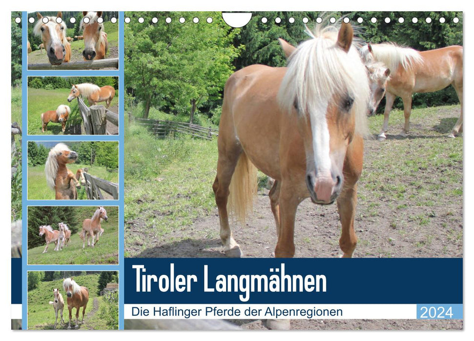 Tiroler Langmähnen (CALVENDO Wandkalender 2024)