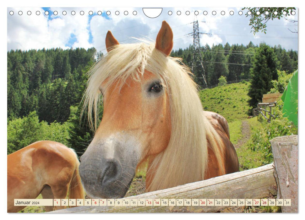 Tiroler Langmähnen (CALVENDO Wandkalender 2024)